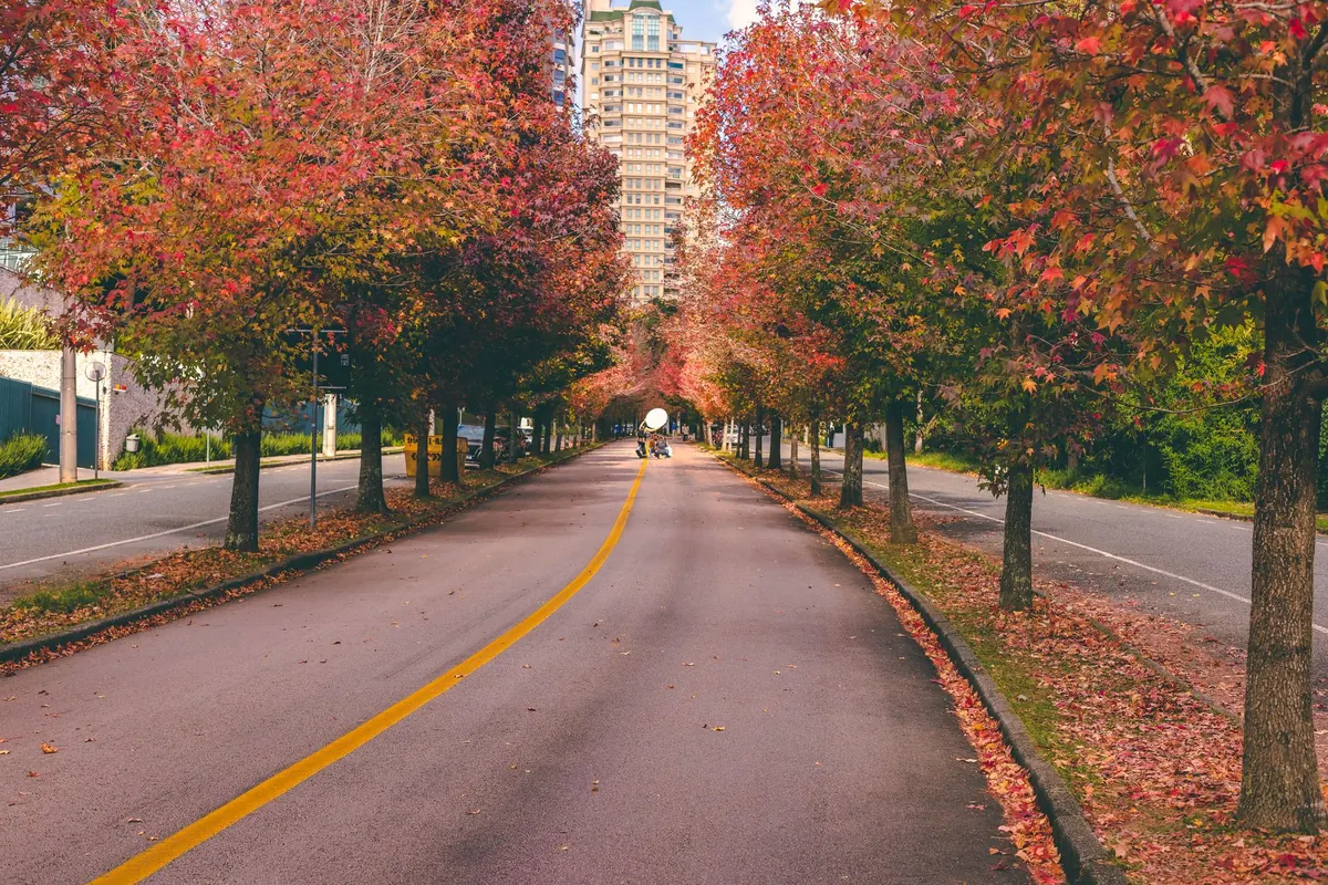 Borough Leaf Collection Season: Pickup Dates, Bagging Rules, and Drop-Off Sites